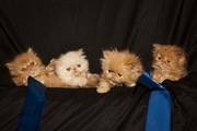 Чистокровні перські кошенята