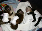  Продажа обезьян-младенцев и других приматов