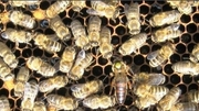 Карника матки пчелиные